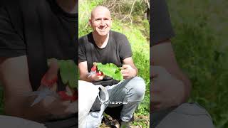 הקובה הכי טעימה בישראל?