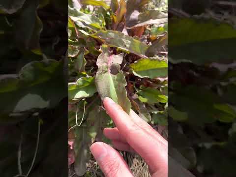 スイバについて詳しく解説