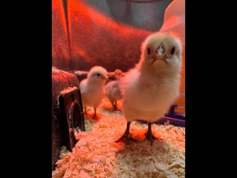 Ghost Zombie Chicks (New, Rare Chicken That Has People Going Crazy)