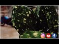 Brishti Jodi Ar Na Thame Aj Habib Wahid Nancy Cover Song Hasan Ahmed Hridoy