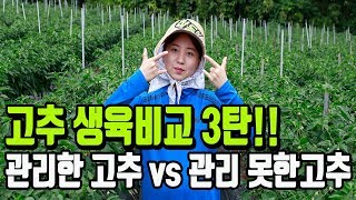 노지고추농사 생육비교 3탄!!(정식70일)