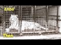 Big Cat Rescue Corp
