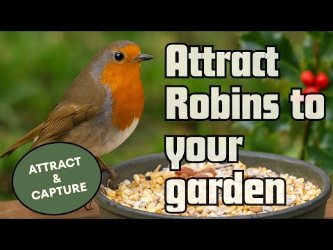 How to Attract Robins to Your Garden Feeder: A Complete Guide for Nature Enthusiasts