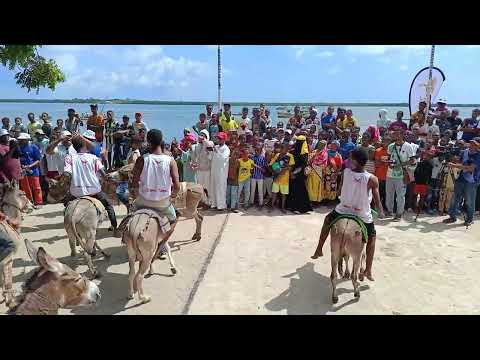 Lamu Islands Swahili Cultural Festival Donkey Race Competition Narrow Streets Amu Indigenous Safaris