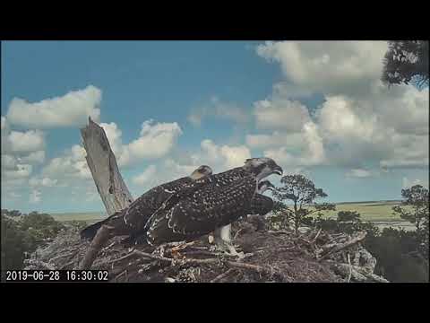 Savannah Osprey Cam  ~ Oops!  I Left My Fish!  June 28, 2019