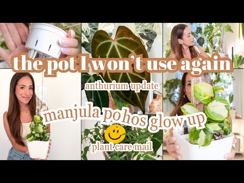 don’t buy THIS pot! monstera albo rescue + manjula pothos, anthurium update and new plant care mail🪄