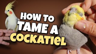 Tips to Gain Trust and Bond With Your Cockatiel