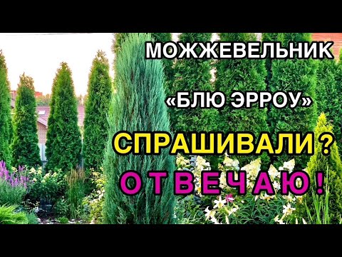 , title : '🌲Можжевельник скальный «Блю Эрроу»❓ВОПРОС-ОТВЕТ✅ Посадка/Уход/Укрытие на зиму/Почва/'