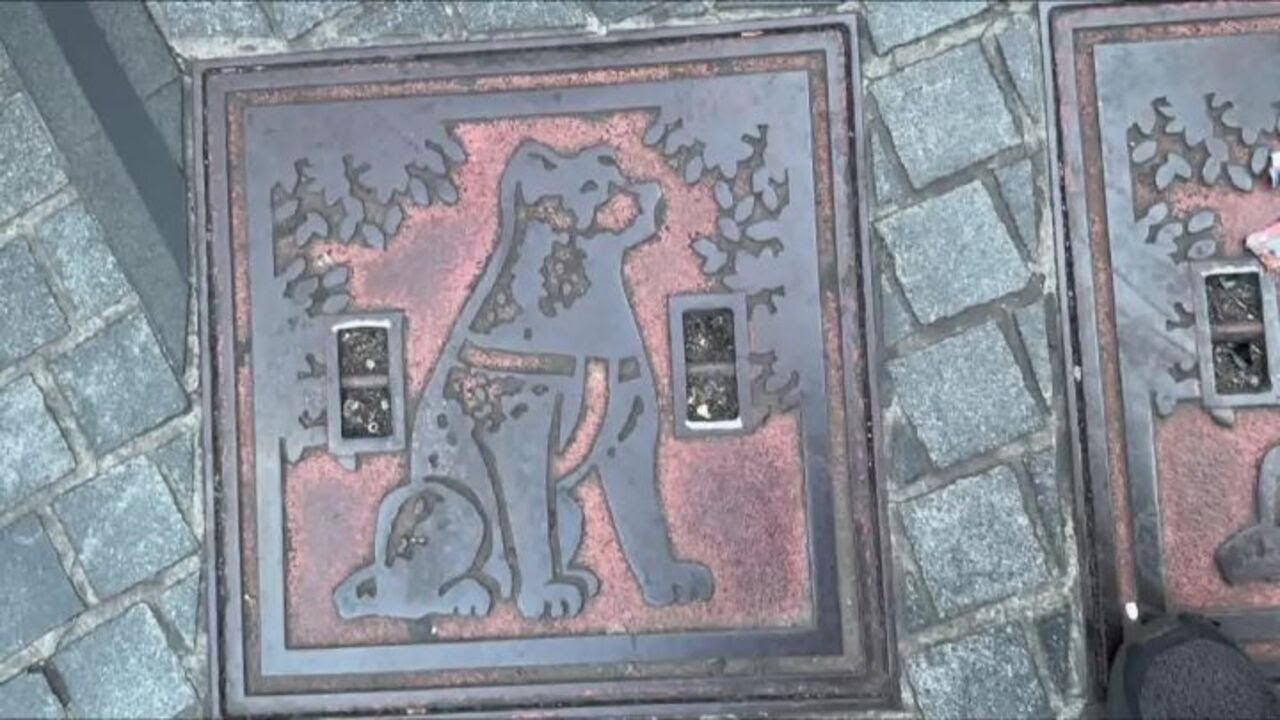 Ecco la statua di Hachiko, il cane eroe giapponese, nel quartiere Shibuya a Tokyo