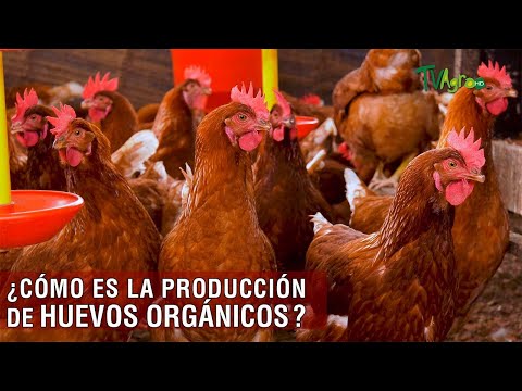 , title : 'Cómo es la producción de huevos orgánicos - TvAgro por Juan Gonzalo Angel Restrepo'