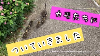カモたちについていきました
