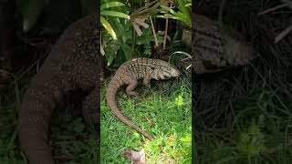 Teiú lagarto gigante atacando #shorts
