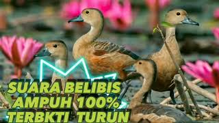 Download lagu SUARA PIKAT ASLI BURUNG BELIBIS AMPUH 100% TERBUKTI TURUN #suaraburung #belibis mp3 Download lagu SUARA PIKAT ASLI BURUNG BELIBIS AMPUH 100% TERBUKTI TURUN #suaraburung #belibis mp3