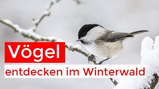 Waldvögel im Schnee | Meisen, Finken, Drosseln und mehr