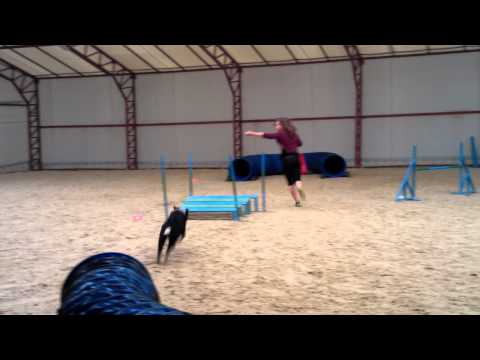 Cseni & Frida : beginner agility competiton 1st place