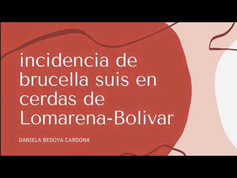 Incidencia de brucella suis en cerdos de lomarena- Bolívar