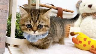 ミヌエットの動画02