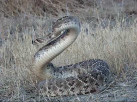 Rattlesnake Bowkill