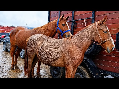 Os Melhores cavalos de Caruaru Pernambuco na Feira de cavalo parte 02 #cavalo 