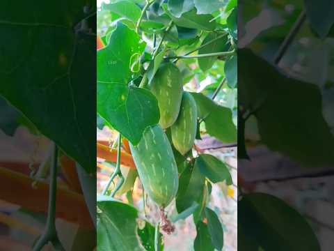 Ivy gourd harvesting | kovakka