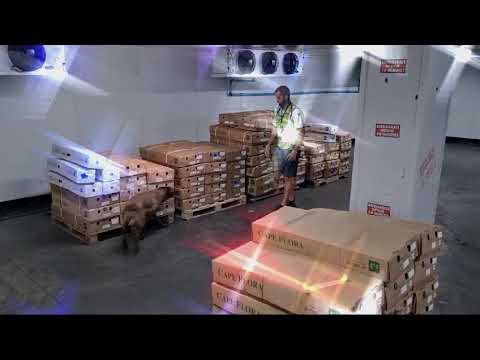 Narcotics detection Training