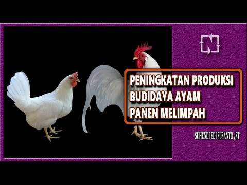 Produk rakyat meningkatkan potensi Obat untuk pengobatan potensi rakyat