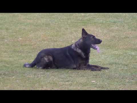 WUSV 2021 DEU 5 - RONALD BRENNER WICKO VOM WAISAGRUND B 88