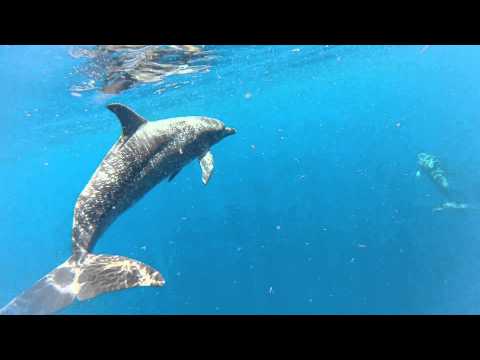 delfines en la Plataforma Tiburón