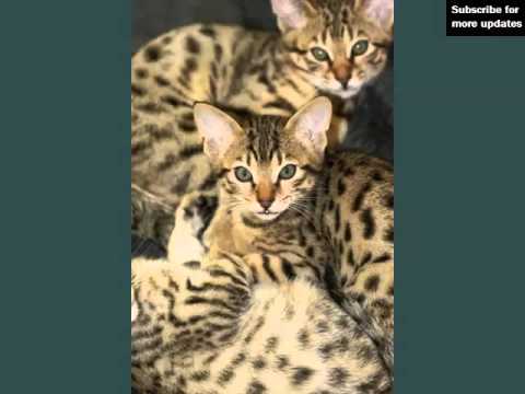 Cheetoh | Picture Ideas Of Cats