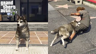 How To Get Husky As a Pet In GTA 5?(Secret Location!)
