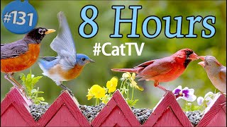 Uninterrupted TV for Cats 😻8 Hours of Birds 🐦 and Squirrels 🐿Feeder No Ads Interruptions CatTV