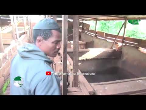 LES ACTEURS DE LA FILIERE PORCINE APPELES A  PLUS DE RESPONSABILITES (Jt, 26/07/2021)