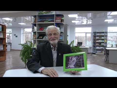 Борис Щербаков о сове-сплюшке