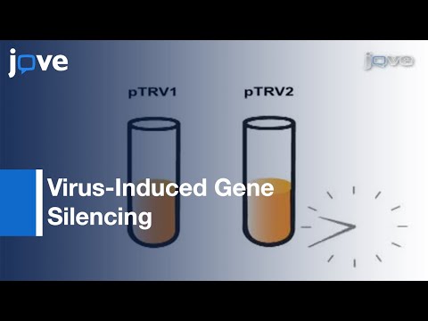 Virus-Induced Gene Silencing (VIGS): Nicotiana benthamiana & Tomato