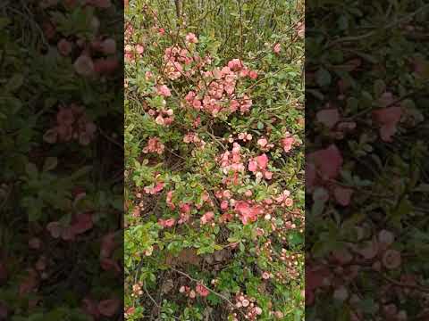 Chaenomeles cthayensis in bloieperiode