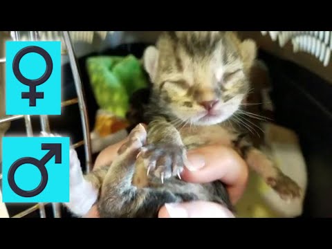 How to tell if newborn kittens are boys or girls - telling cat gender, male and female
