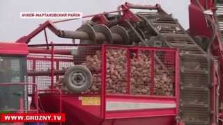 Несмотря на сильную засуху, урожай свеклы в Чечне в этом году выдался хороший 