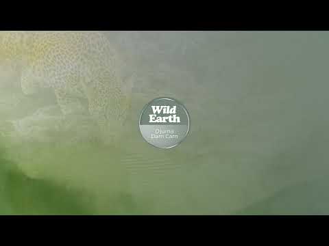 Djuma Private Game Reserve Live Stream