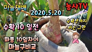 마늘재배,  수확 10일전 마늘 하나 캐보았습니다.[농사TV]