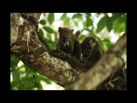 Mayan city of Aquateca, Rio de la Pasion, Petén, Guatemala