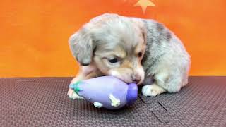 ハーフ犬の動画01