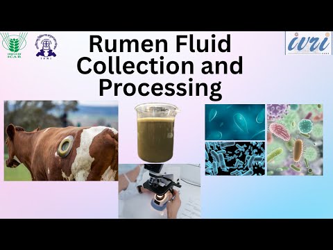 Rumen Fluid Collection and Processing: A Comprehensive Guide (English)