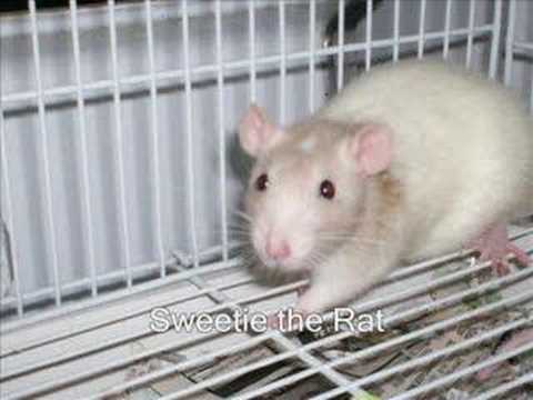 I GoodSearch for Critter Camp Exotic Pet Sanctuary