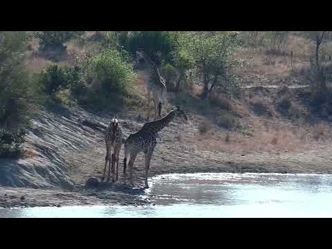 Djuma: Three Giraffes drink at the dam - 07:59 - 09/11/2022