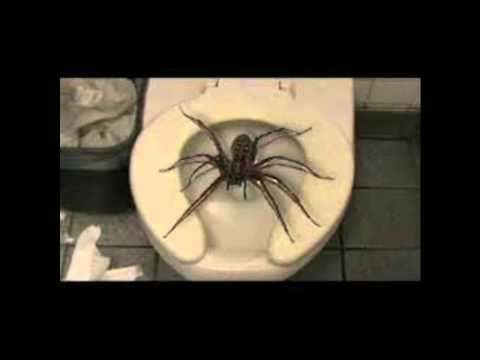 Englishman in Australia