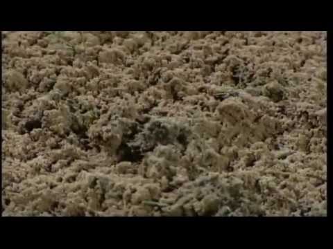 2009-12-01 Swindon Town's game at Stockport called off