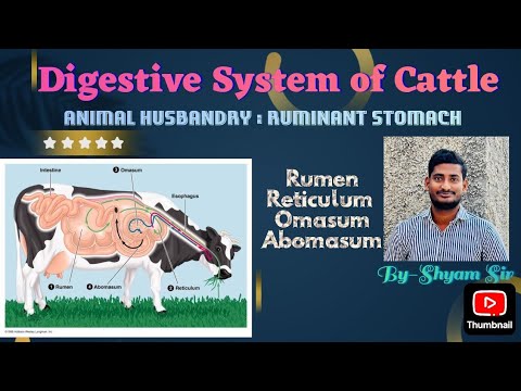 AnimalHusbandry|Ruminant Stomach|Digestive system of cattle|Rumen|omasum|Reticulum|abomasum|shyamsir