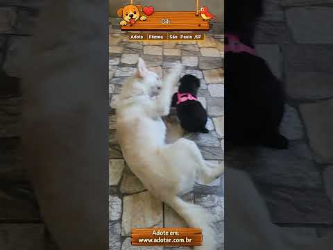 Vídeo de Gih