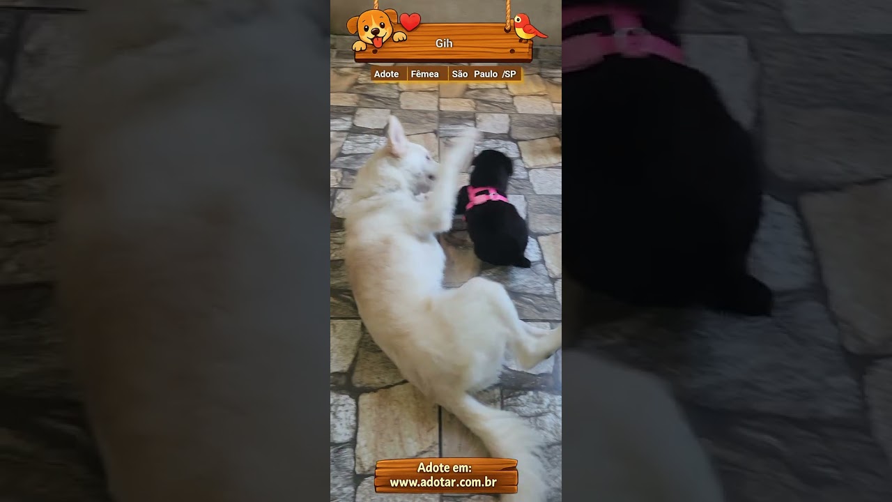 Cachorro raça SRD-ViraLata idade Abaixo de 2 meses nome Gih