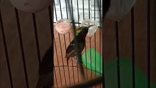 Download lagu Konin Rasa Ciblek #kicaumania #konin #ciblek #masteranburung mp3